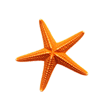 Décoration étoile de mer